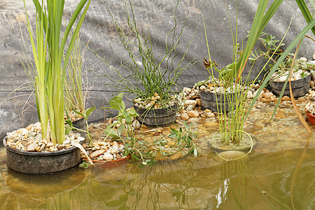 池塘植物  细节季节种植花园园艺绿色叶子植物群图片