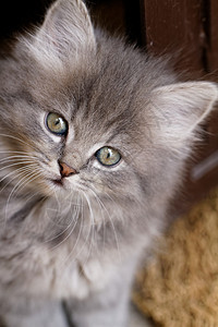 美丽的灰白小猫荒野白色灰色猫咪头发眼睛猫科动物毛皮哺乳动物宠物图片