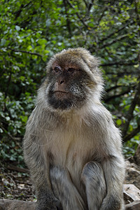 猴子肖像自然蛆虫毛皮头发猕猴动物群荒野野生动物哺乳动物森林图片