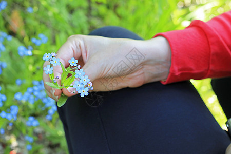 夏季山地草原上的蓝田花宏观阳光场景女性花园手指紫色蓝色叶子女士图片
