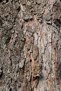 树木笼在树丛中 森林树的结壳灰色白色环境木头季节桦木阳光植物框架苔藓图片