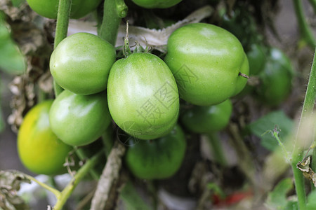 花园里绿番茄的灌木丛温室绿色收成种植园蔬菜农场季节营养衬套圆形图片