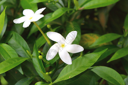 埃尔瓦塔米亚植物学花园生长植物群叶子植物园艺绿色白色图片