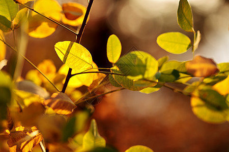 日光照耀的秋天落叶摘要背景图片