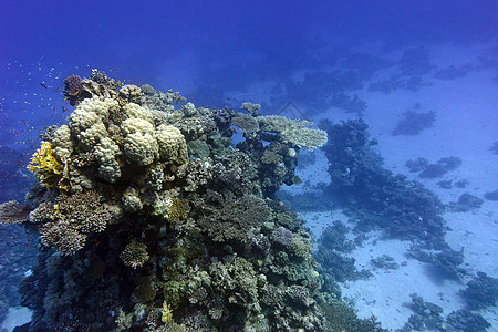 以蓝水背景的热带海底深处有硬珊瑚的珊瑚礁蓝水背景假期石珊瑚蓝色海景运动海洋海上生活海床冒险荒野图片