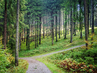 森林景观小路植物绿色荒野黄色树叶太阳公园叶子远足图片