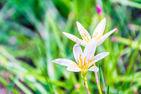 美丽美丽的白花 绿色背景的白花图片