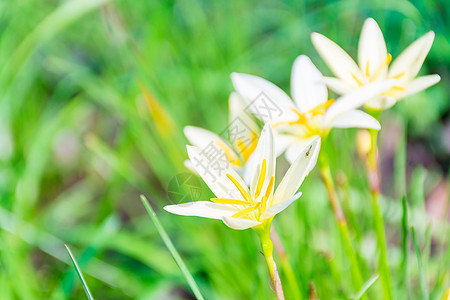 美丽的白色花朵 绿色自然背景的白花图片