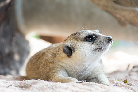 躺在动物园里的弥尔卡特公园毛皮家庭野生动物鼻子沙漠母亲生态眼睛生物图片