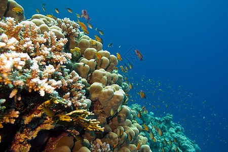 五颜六色的珊瑚礁与硬珊瑚和鱼 anthias 在热带海底蓝色水背景气泡石珊瑚海床浮潜水族馆野生动物动物潜水荒野海上生活图片