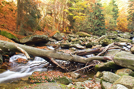 林木中的秋河叶子森林木头植物绿色瀑布荒野岩石运动石头图片