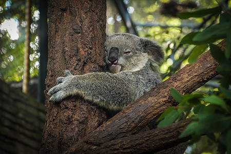 Koala熊睡在树上图片