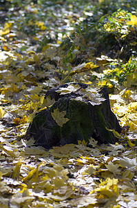 收集美丽多彩的秋叶绿色 黄色生态木头公园国家乡村叶子太阳人行道环境山毛榉图片