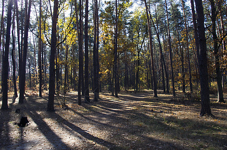 收集美丽多彩的秋叶绿色 黄色水平环境橡木人行道公园国家山毛榉太阳农村季节图片