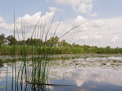 荷兰水域的草草丛图片
