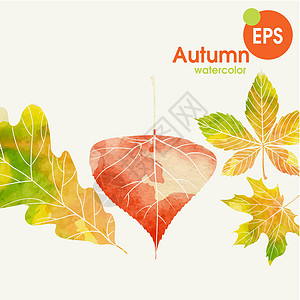 带叶子的秋季背景树叶艺术季节金子橙子魔法插图植物群橡木公园图片