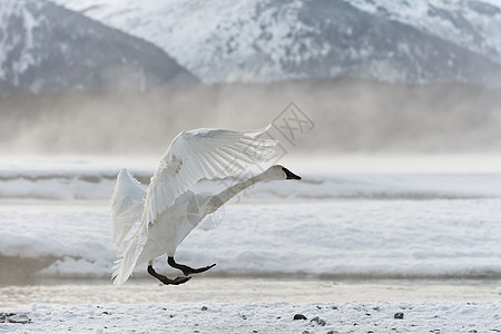 图德拉天鹅白鸟脖子湿地水鸟保护水禽移民冻结玉米冰水图片
