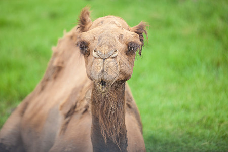 单独骆驼假期动物吸引力运输节日帽子生活旅行大篷车世界图片