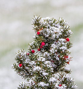 第一场雪浆果绿色白色红色背景图片