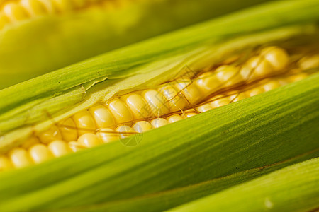 新鲜玉米的耳朵 甜玉米贴上燃料白色绿色内核收成蔬菜食物黄色核心生物图片