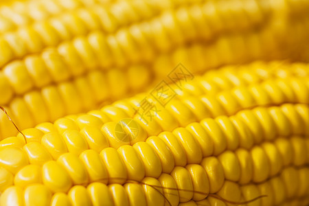 新鲜玉米的耳朵 甜玉米贴上生物白色内核棒子收成蔬菜燃料核心黄色绿色图片