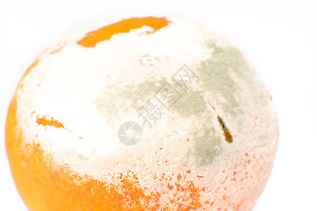 斯丁基罗顿蘑菇模具真菌橙子衰变腐烂食物白色圆形水果图片