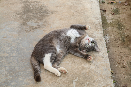 猫咪躺下懒惰动物群动物胡须猫宠物哺乳动物图片