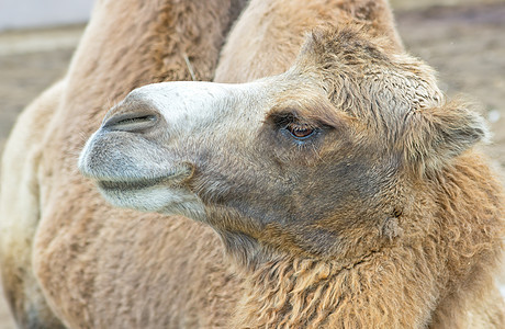 骆驼肖像野生动物哺乳动物棕色荒野图片