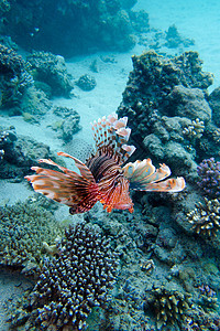 热带海底上方有狮子鱼的珊瑚珊瑚礁图片