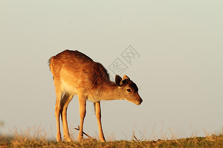美丽的光芒下落的鹿幼鹿图片