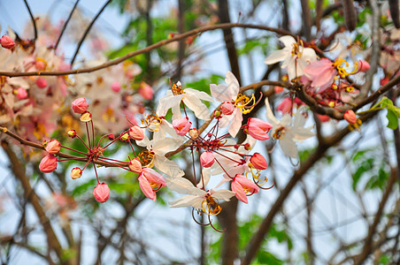 贝克亚纳 粉红淋浴花花 卡西亚雅瓦尼卡 希望树季节生长蓝色植物区系螃蟹晴天阳光热带花园图片