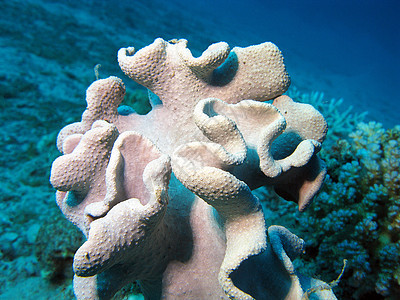珊瑚礁与大软珊瑚在热带海底的蓝色水背景潜水盐水海床珊瑚潜水员荒野海洋生物浮潜海上生活海景图片