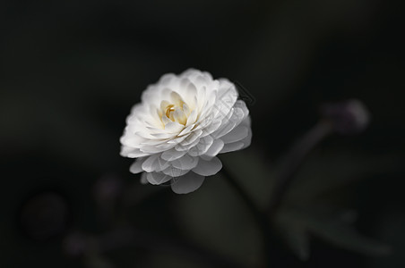 白花花花园白色毛茛植物图片