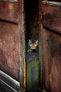 门口的猫背景图片