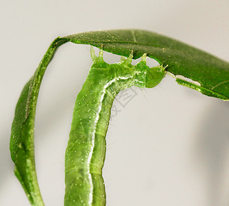 食用叶子的寄生虫摄影昆虫幼虫鳞翅目活套几何学绿色动物蠕虫毛虫图片
