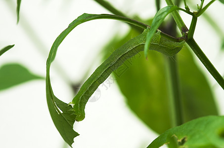 食用叶子的寄生虫蠕虫昆虫摄影绿色活套毛虫鳞翅目枝条几何学幼虫图片
