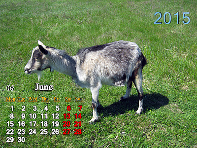 2015年6月日历 山羊图片