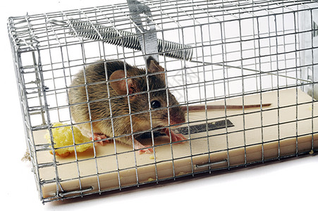 Scooop 或鼠鼠标陷阱警告房子白色诱惑居住老鼠控制动物捕鼠器灭绝图片