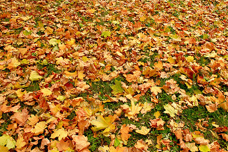 地上美丽的黄色叶子风格展示植物学树叶橙子庆典公园装饰森林季节图片