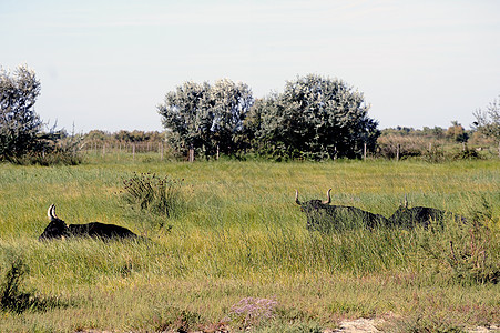 牧草中的卡马圭公牛农业草地农场场地牛肉绿色动物哺乳动物国家牧场图片