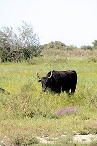 牧草中的卡马圭公牛场地农业国家哺乳动物牧场乡村绿色草地牛肉动物图片