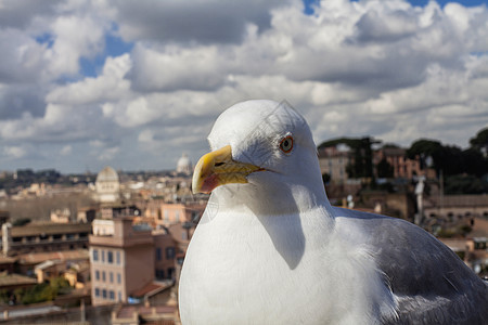 罗马海鸥古董白色蓝色城市天空景观纪念碑动物旅游建筑学图片