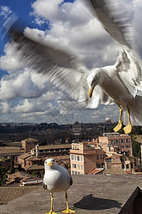 罗马海鸥教会景观天空城市纪念碑旅行蓝色白色动物旅游图片