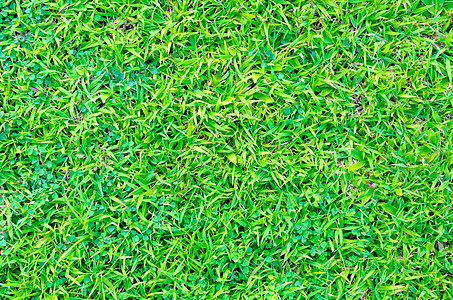 用于背景的人工绿色草质图案棒球娱乐土地推杆绿色植物玩家足球植物闲暇生长图片