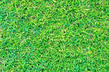 用于背景的人工绿色草质图案植物运动生长娱乐草地足球休闲场地棒球绿色植物图片