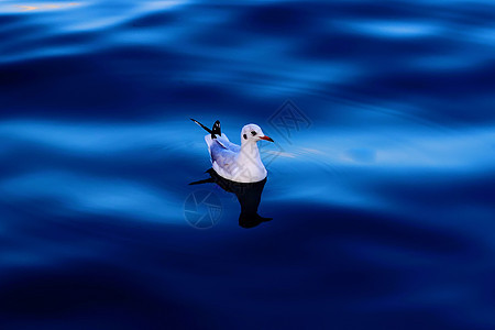 海鸥漂浮在蓝海中图片