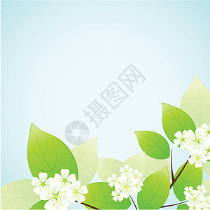 树叶和花花花瓣花朵白色艺术框架蓝色绿色图片
