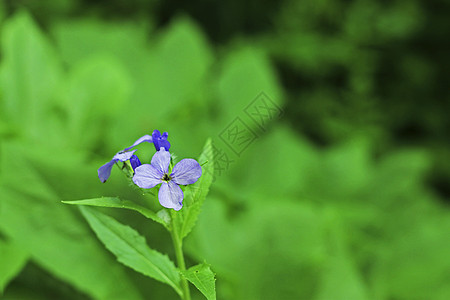 夏季山地草原上的蓝田花草地花园叶子场景蓝色花瓣植物学紫色阳光宏观图片