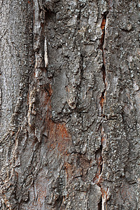 树木笼在树丛中 森林树的结壳框架晴天季节阳光苔藓植物木头绿色灰色桦木图片