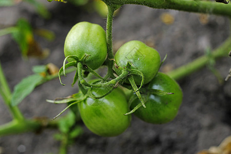 花园里绿番茄的灌木丛衬套圆形种植园绿色蔬菜植物收成生长农场温室图片